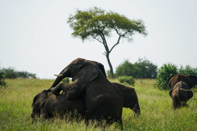 In 2023, what is the experience of seeing elephants in Tanzania?