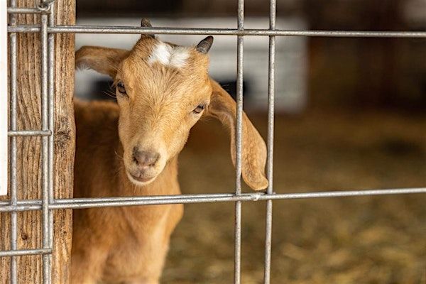 Barnyard Snuggles April 12 11am-12pm | Four Oaks Farm