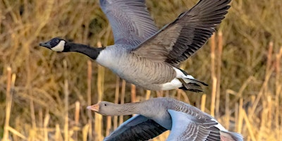 Wildlife Photography for Beginners at North Cave Wetlands | North Cave Wetlands