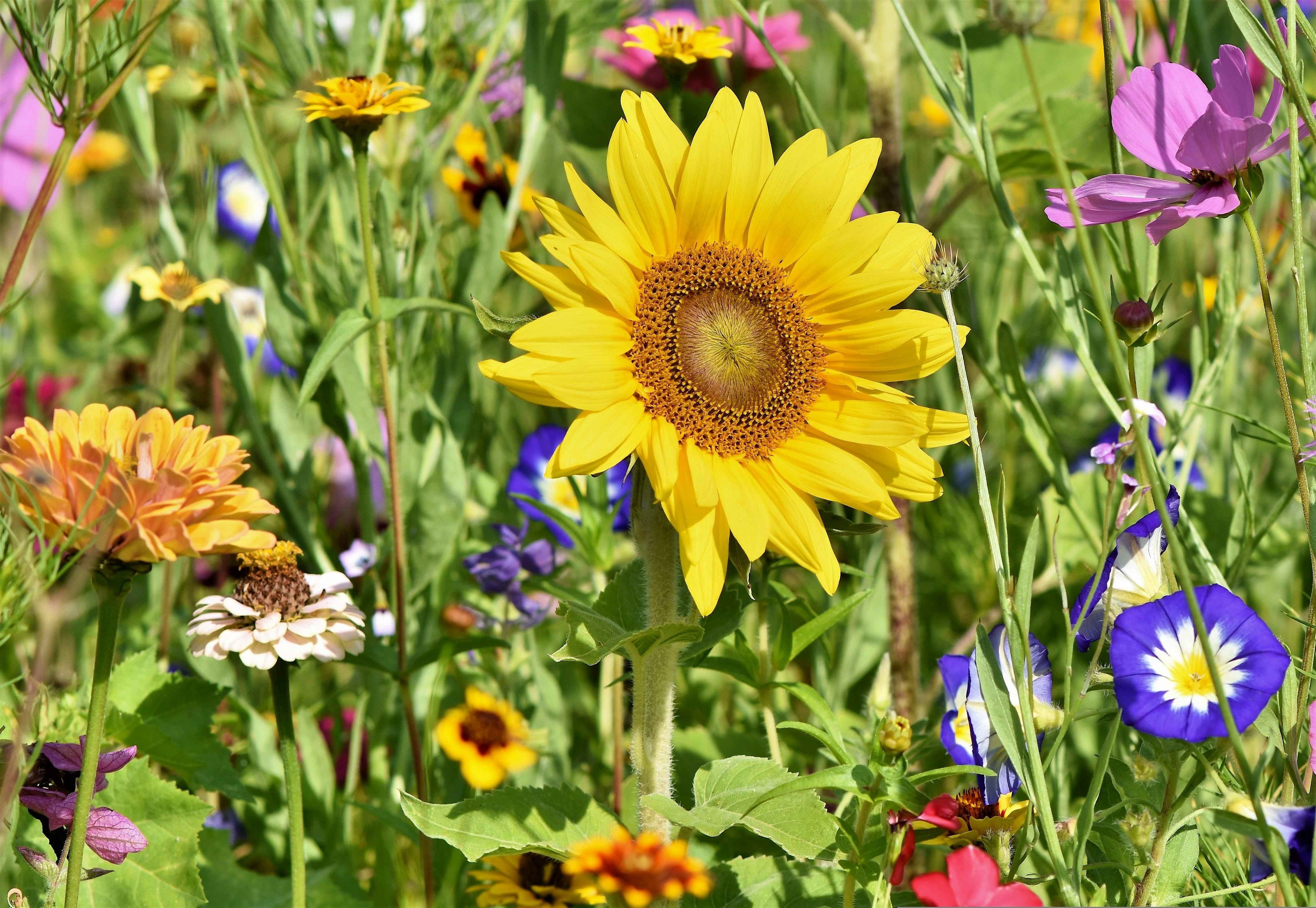 Roots of the Season: Cooling The Body, Calming The Mind | Alternative Physical Therapy Ltd.