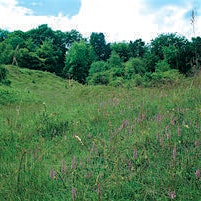 Late Summer Guided Walk - Aston Clinton Ragpits, Saturday 18 July | Aston Clinton Ragpits