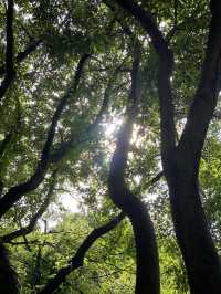 비오는 날 제주에서 비자림🌳 어때유?