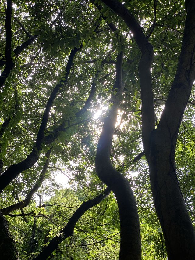 비오는 날 제주에서 비자림🌳 어때유?