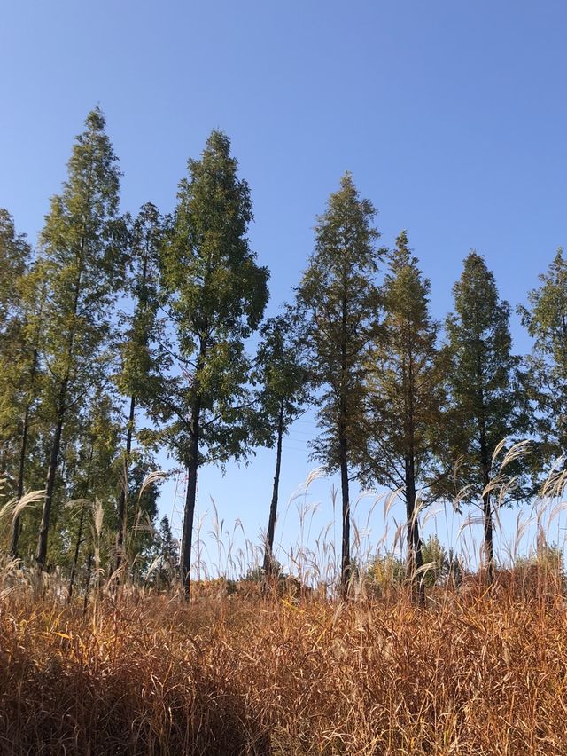 단풍보러 선유도공원 🍁