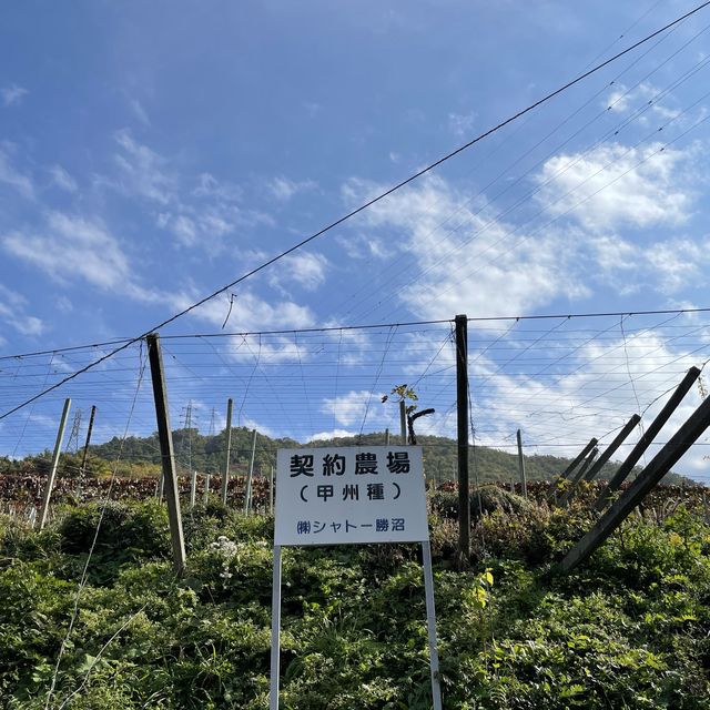 【山梨】自家製ワイン🍷の試飲も出来る「シャトー勝沼」