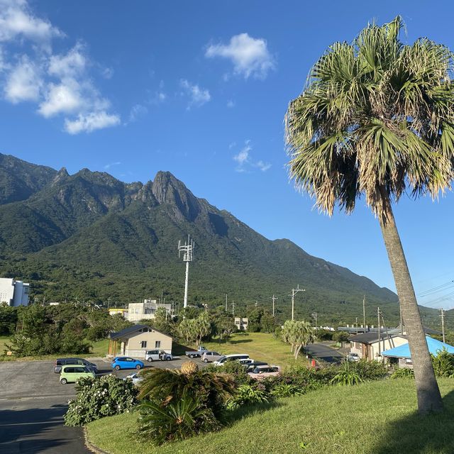 車窓からも見れる紀元杉in屋久島