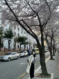 [대구] 벚꽃 명소 아양교 기찻길 🚞🌸🌸💗
