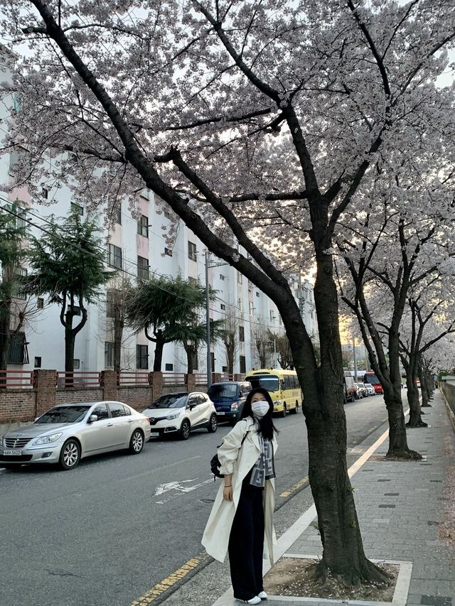 [대구] 벚꽃 명소 아양교 기찻길 🚞🌸🌸💗