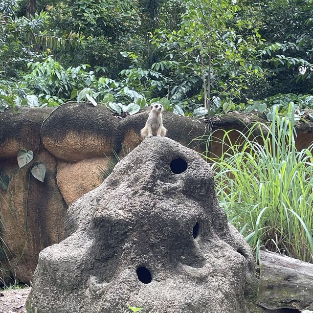 Wild wild weekend at Singapore Zoo 