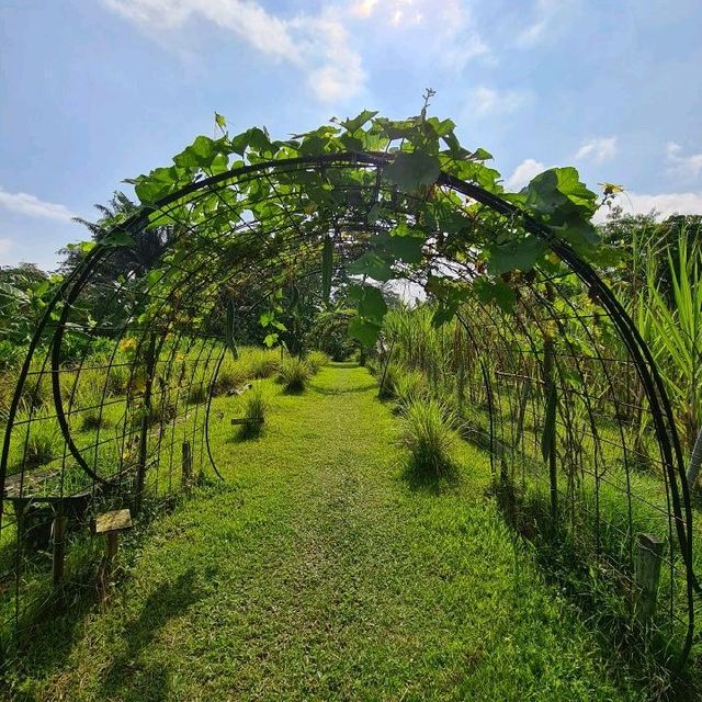 Countryside escape to Bollywood Veggies