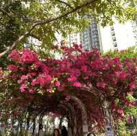 浪漫粉紅簕杜鵑花隧道