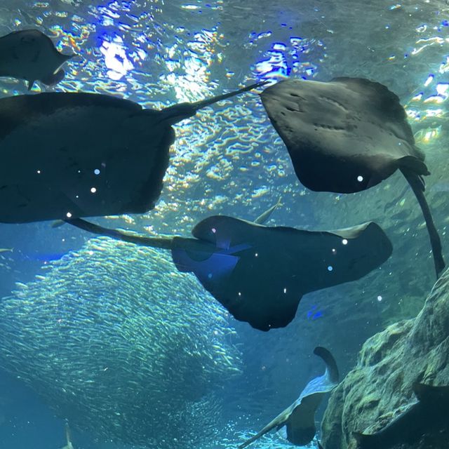 新江ノ島水族館