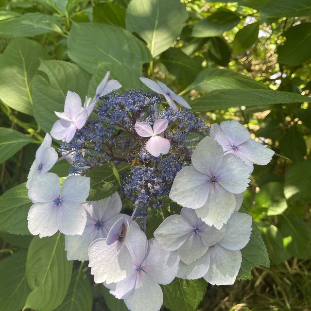 紫陽花が素敵なお寺