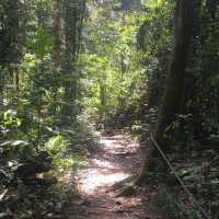 rainforest hiking in Borneo 