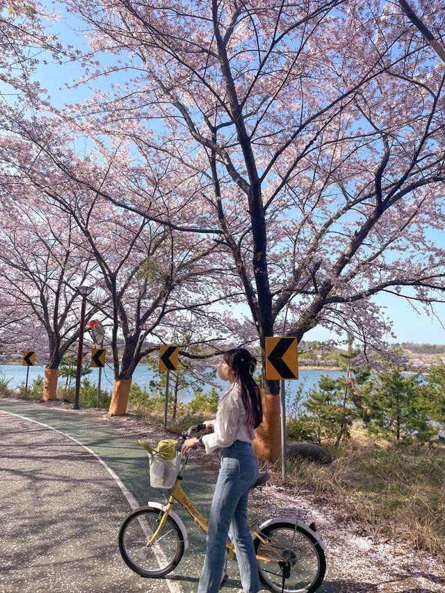 나의 인생 벚꽃 여행지🌸속초 영랑호💗