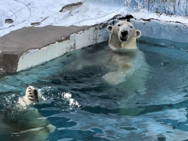 500円で見れる満足度高めの動物園🦁