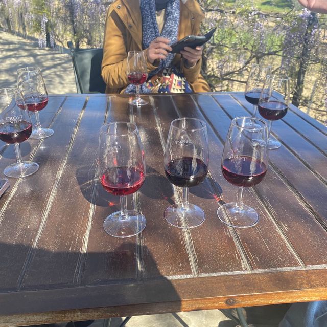 포르투 근교 도우로밸리에서 즐기는 포트와인🍷🇵🇹