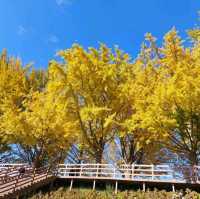 Asan Gingko Tree Road (은행나무길) 