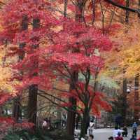 Daejeon Autumn Place