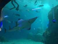 澎湖景點-澎湖水族館