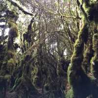Enchanting Mossy Forest