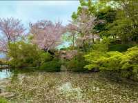 京都　KYOTO SAKURAめぐり❗️まさに、いとをかし清水寺の桜に大満足❗️