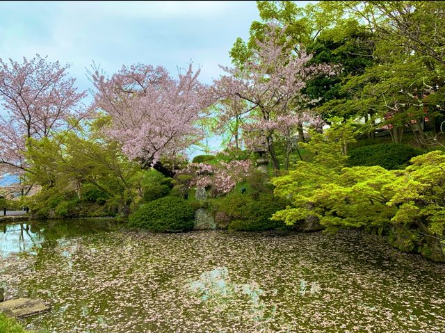 京都　KYOTO SAKURAめぐり❗️まさに、いとをかし清水寺の桜に大満足❗️