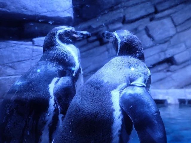 เที่ยวเล่นดูโชว์ปลาที่ Aquaria KLCC 