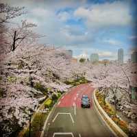 お花見シーズン〜東京ミッドタウン