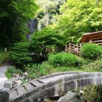 [佐賀]裏道でさらに森林浴🌳「清水の滝」