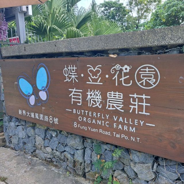 大埔蝶豆花園 天空之鏡 親親大自然