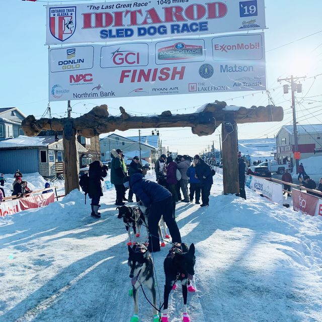 Witness the Iditarod dog sled race in Nome