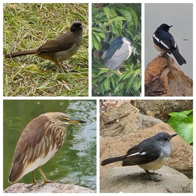 冬季限定: 北區公園之落羽松