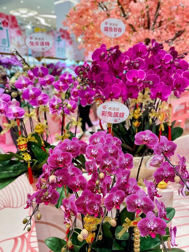 打卡好去處 粉紅櫻花園林🌸 打卡好去處 粉紅櫻花園林🌸