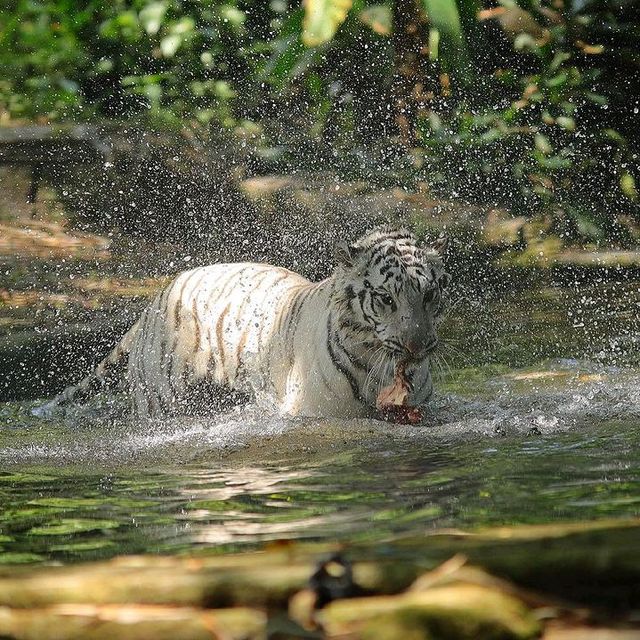 INDONESIAN SAFARI PARK, BOGOR