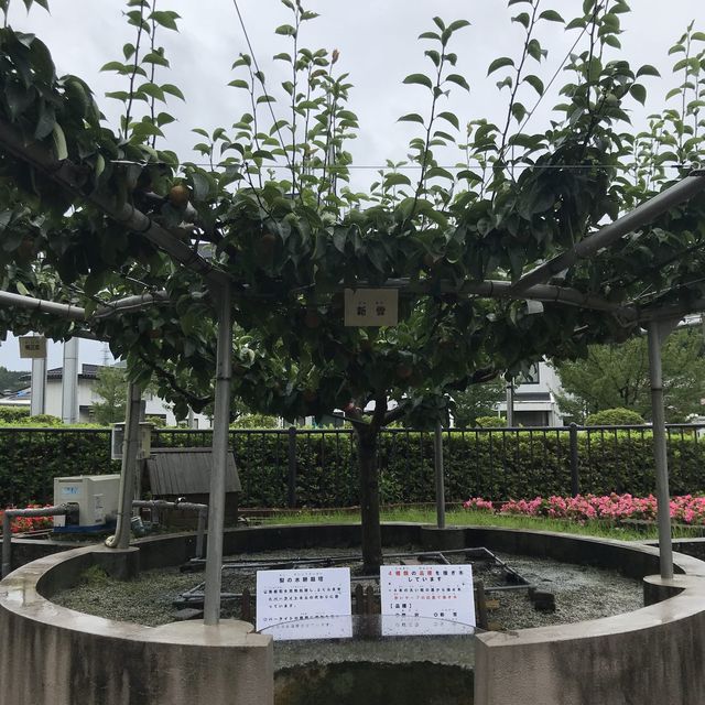 係日本🇯🇵梨🍐都可以有博特館😄😂