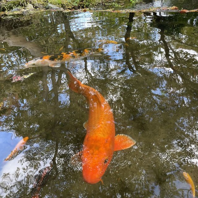 秋のお庭散策