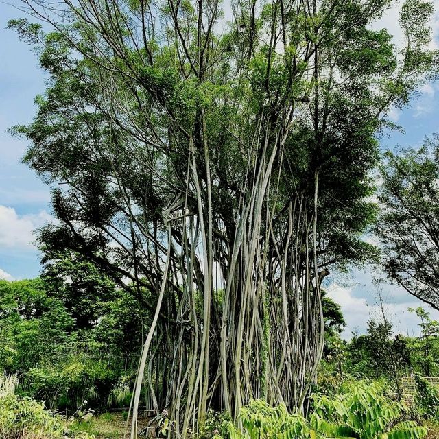 Sembawang Hot Spring Park