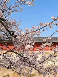 서울도 벚꽃 폈댱🌸