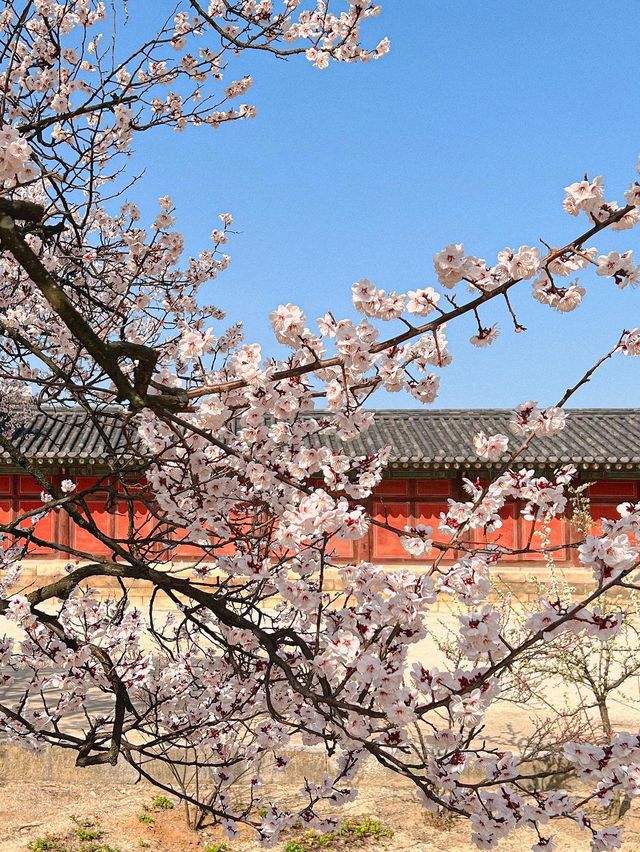 서울도 벚꽃 폈댱🌸