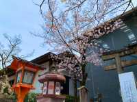 京都　SAKURA 桜めぐり❗️八坂神社の桜に感動❗️
