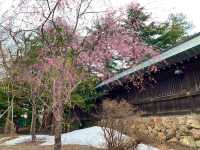 札幌　SAKURA 桜めぐり❗️北海道神宮の桜＆梅に感動❗️