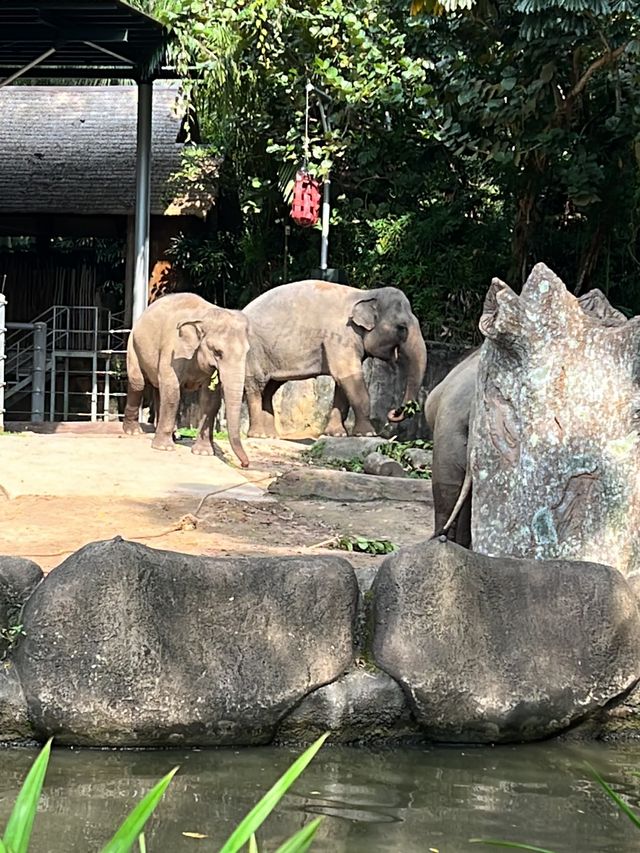 Singapore Zoo 🐒🐼🐘