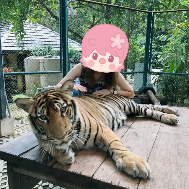 泰國清邁🐆老虎園📍