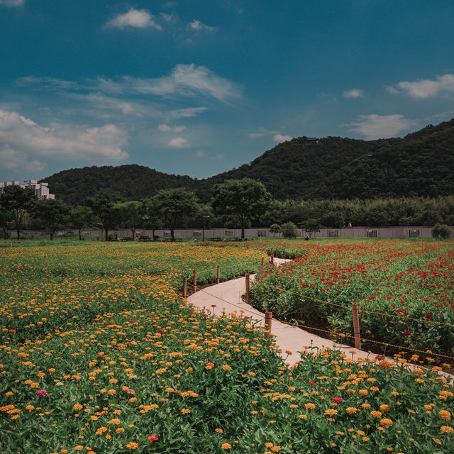 울산꽃구경은 태화강국가정원이랍니다🌻🌻