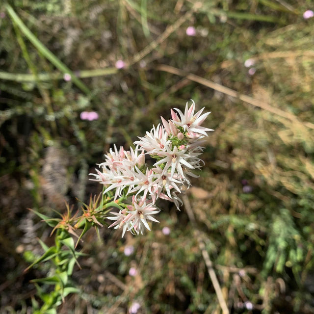 NSW bushwalking and wildflower 