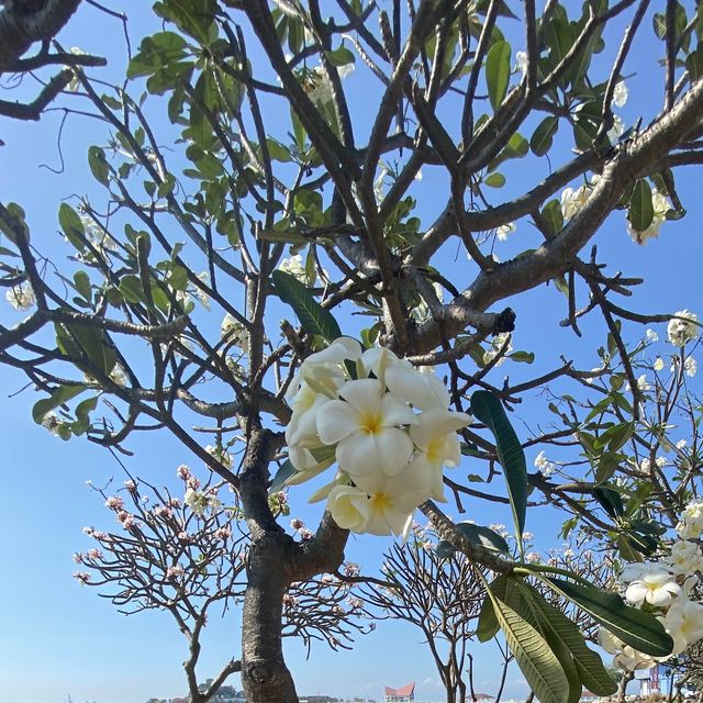 นี่สวนสุขภาพเกาะลอยไม่ใช่เกาหลี!!!!