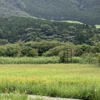 箱根湿性花園