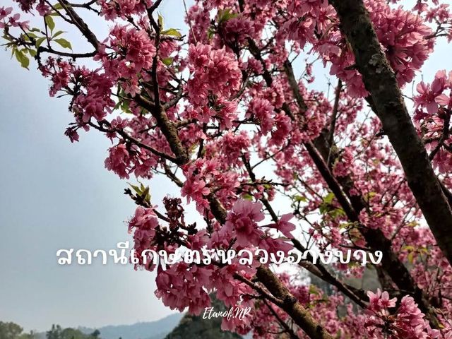 🌸สถานีเกษตรหลวงอ่างขาง🌸