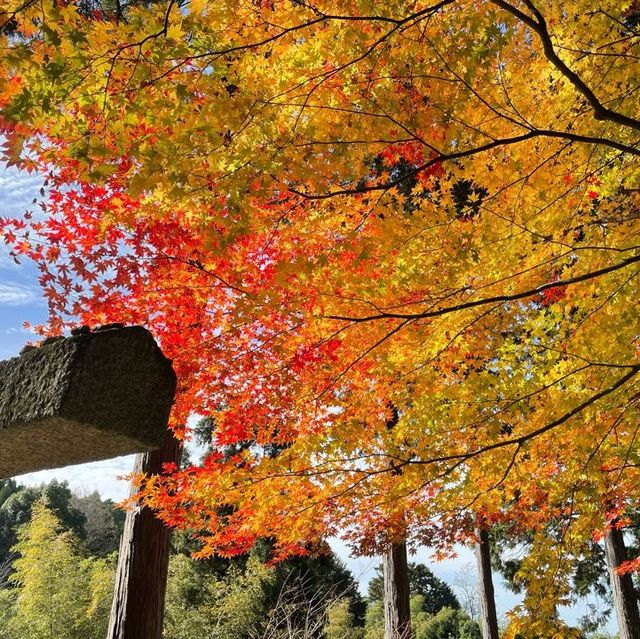 京都楓葉季